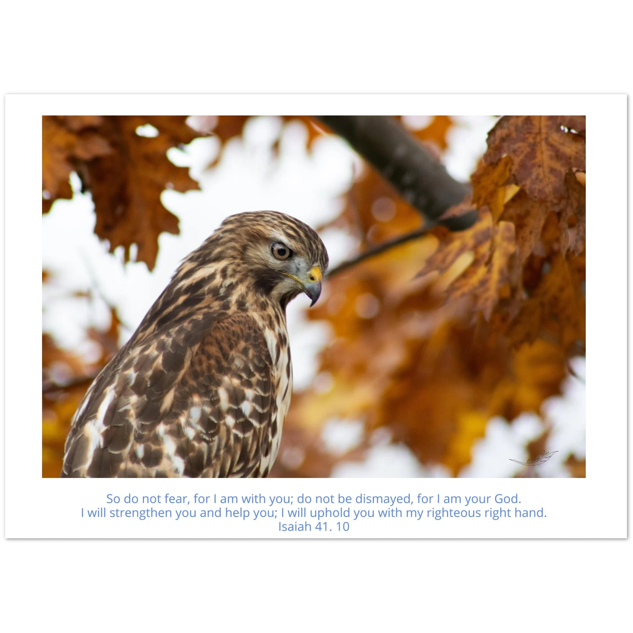 Card-Buzzard-profile-Isaiah-41-10