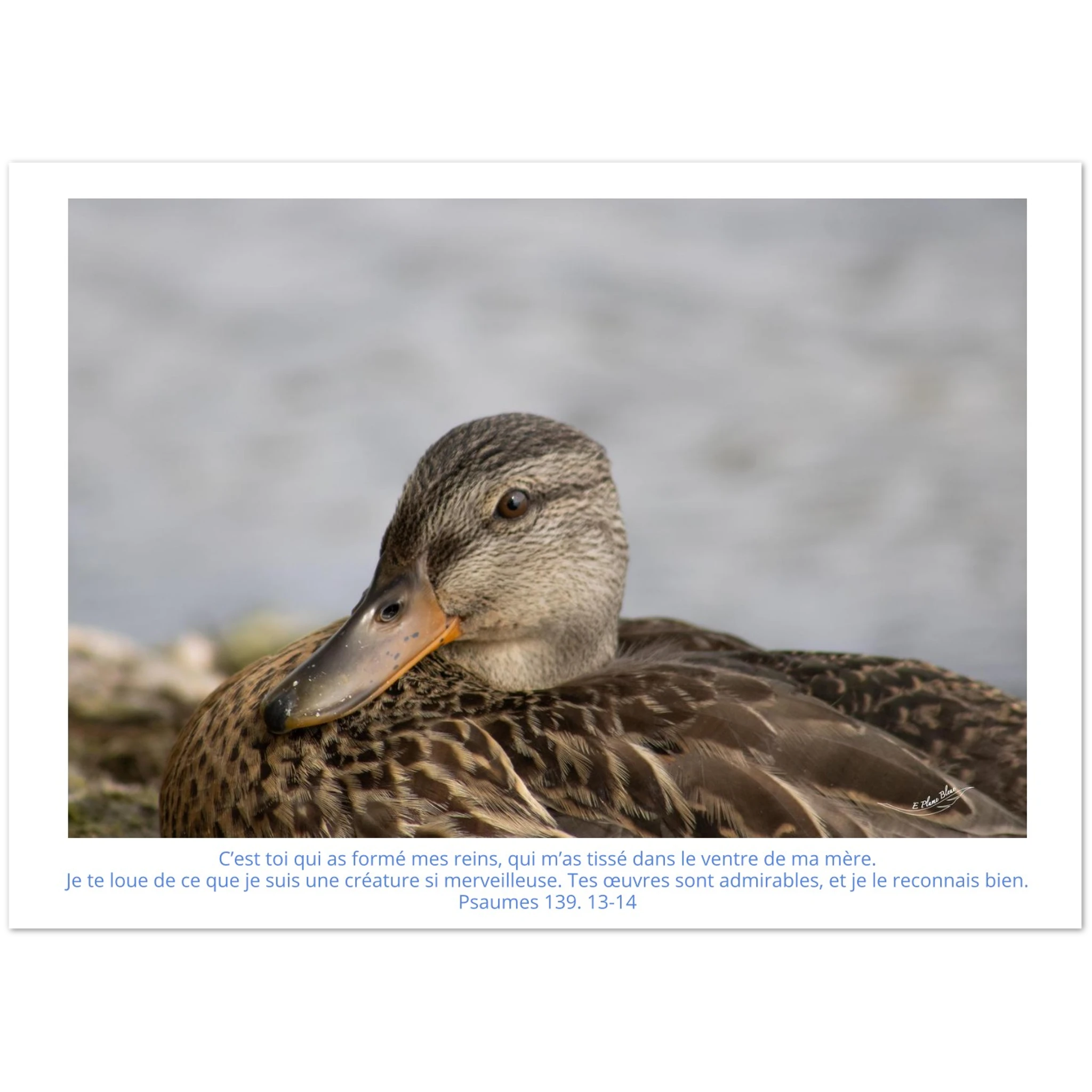 Carte-Psaumes-139-13-14-Colvert