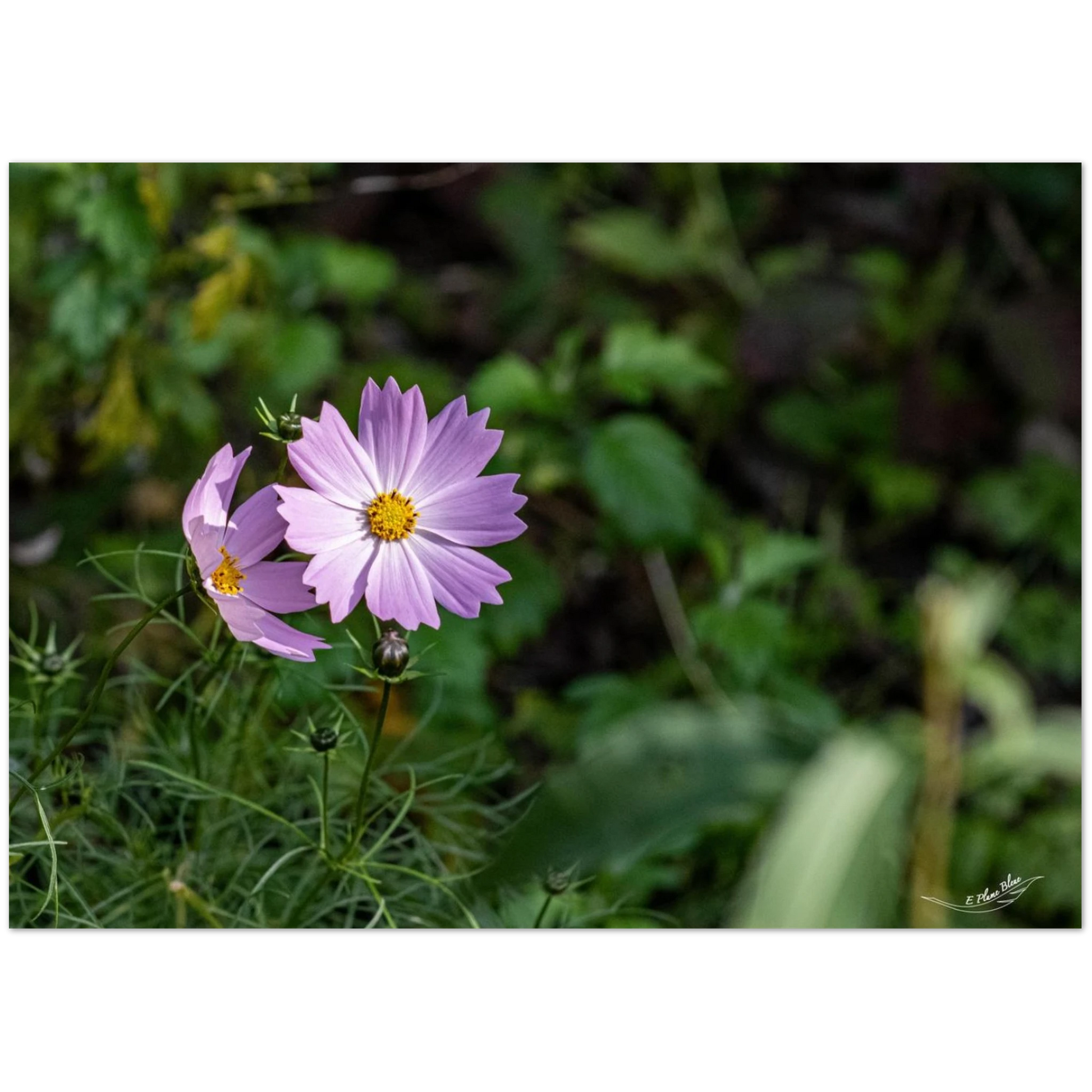0a6863fa-e6c5-4fb9-8846-c9ce6d63ef23