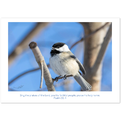 Black-capped-chickadee-front-card-Ps-30-5