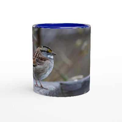 Bruant-a-gorge-blanche-tasse-bleue