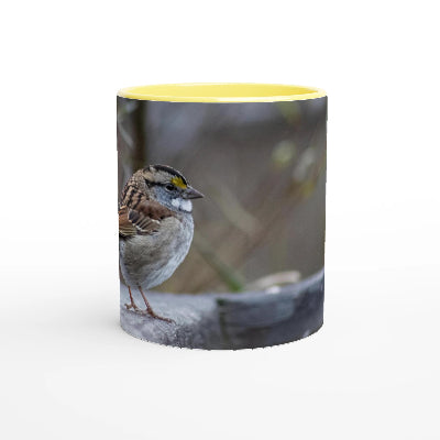 Bruant-a-gorge-blanche-tasse-jaune