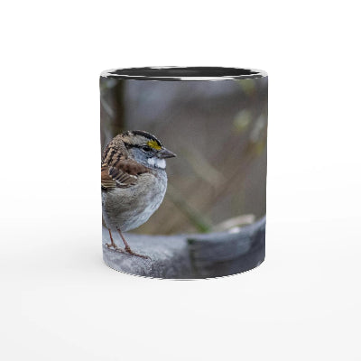 Bruant-a-gorge-blanche-tasse-noir