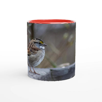 Bruant-a-gorge-blanche-tasse-rouge