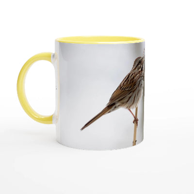 Bruant-chantant-tasse-jaune