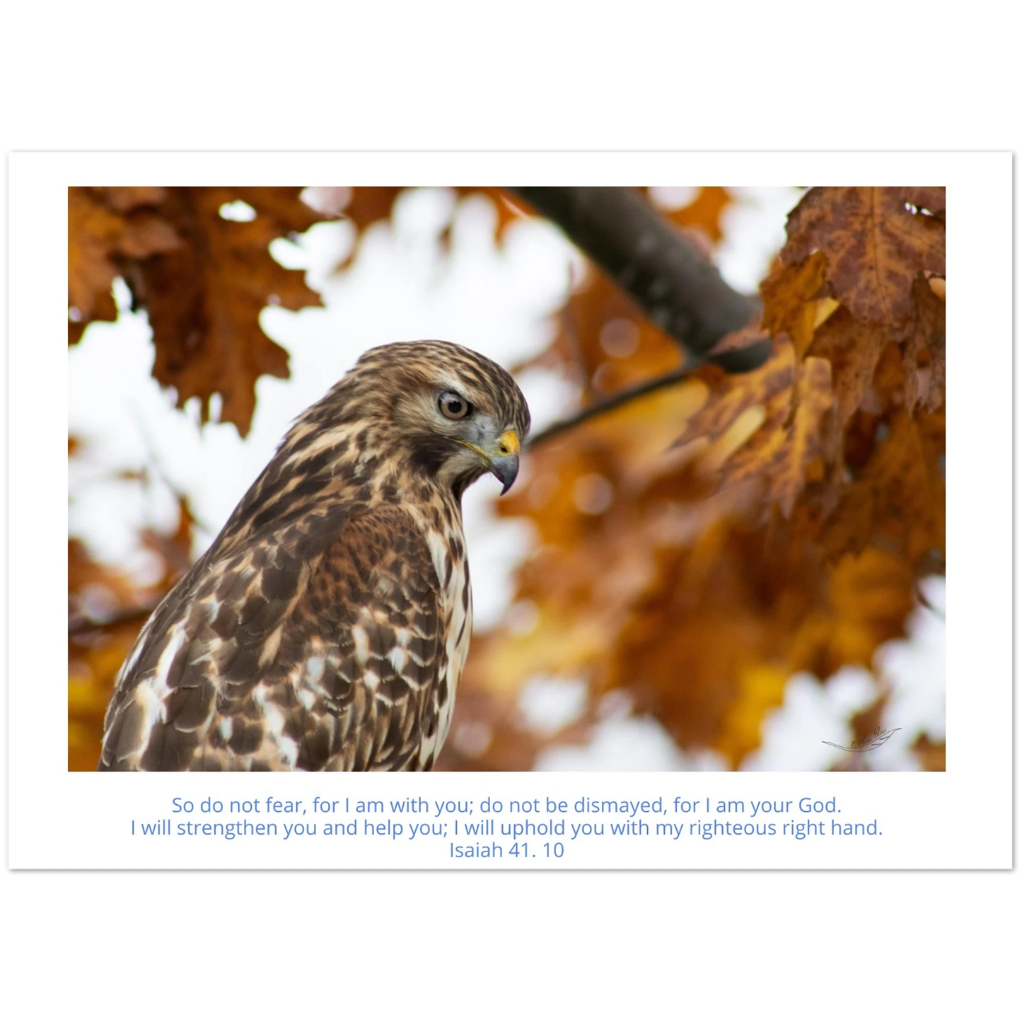 Card-Buzzard-profile-Isaiah-41-10