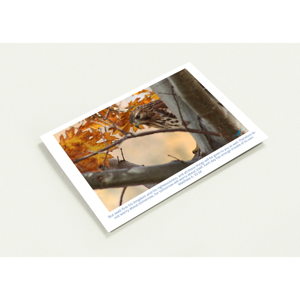 Card-Shy-Hawk-Matthew-6-33-34-profil