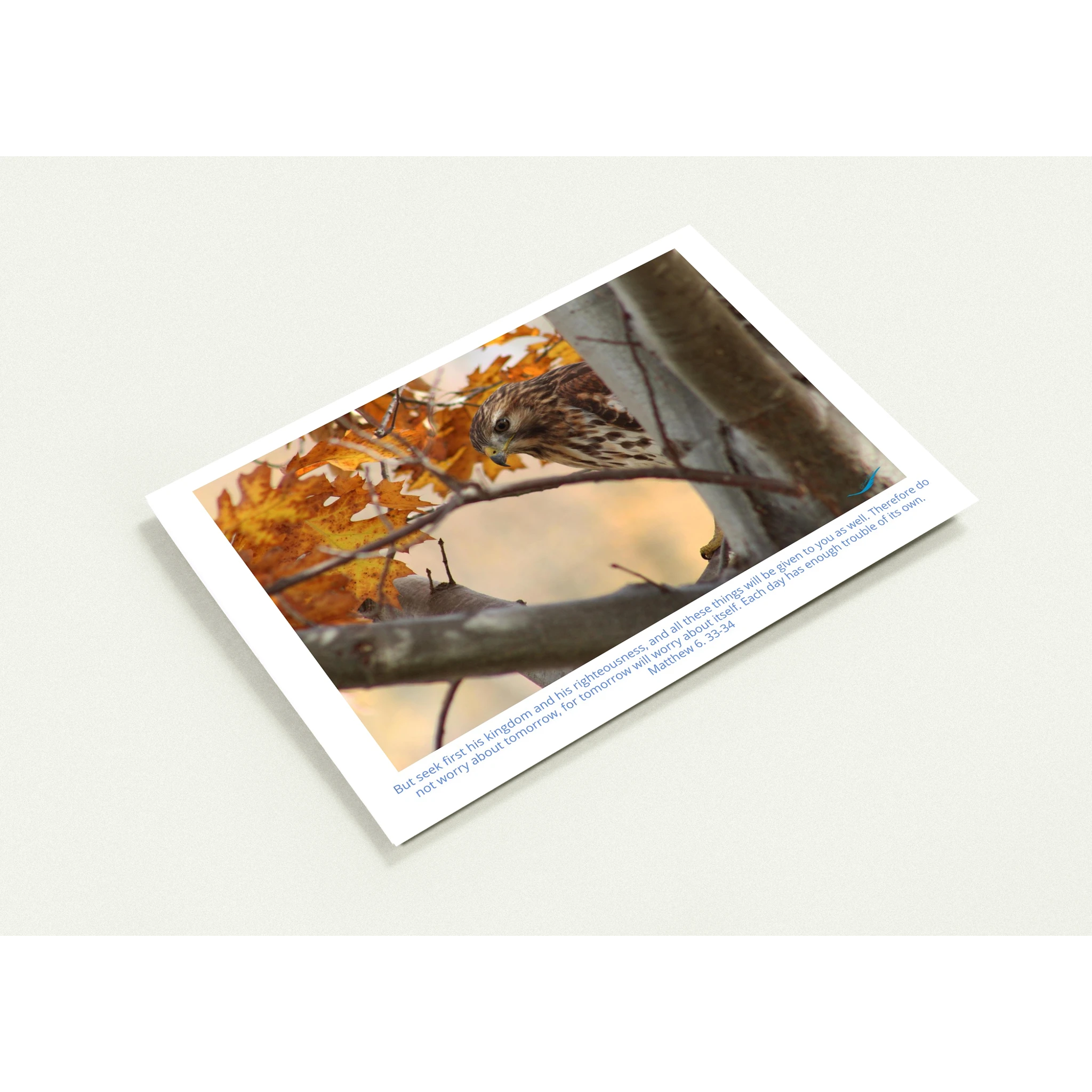 Card-Shy-Hawk-Matthew-6-33-34-profil