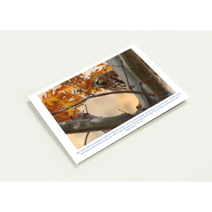 Card-Shy-Hawk-Matthew-6-33-34-profil
