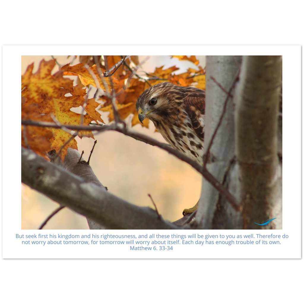 Card-Shy-Hawk-Matthew-6-33-34