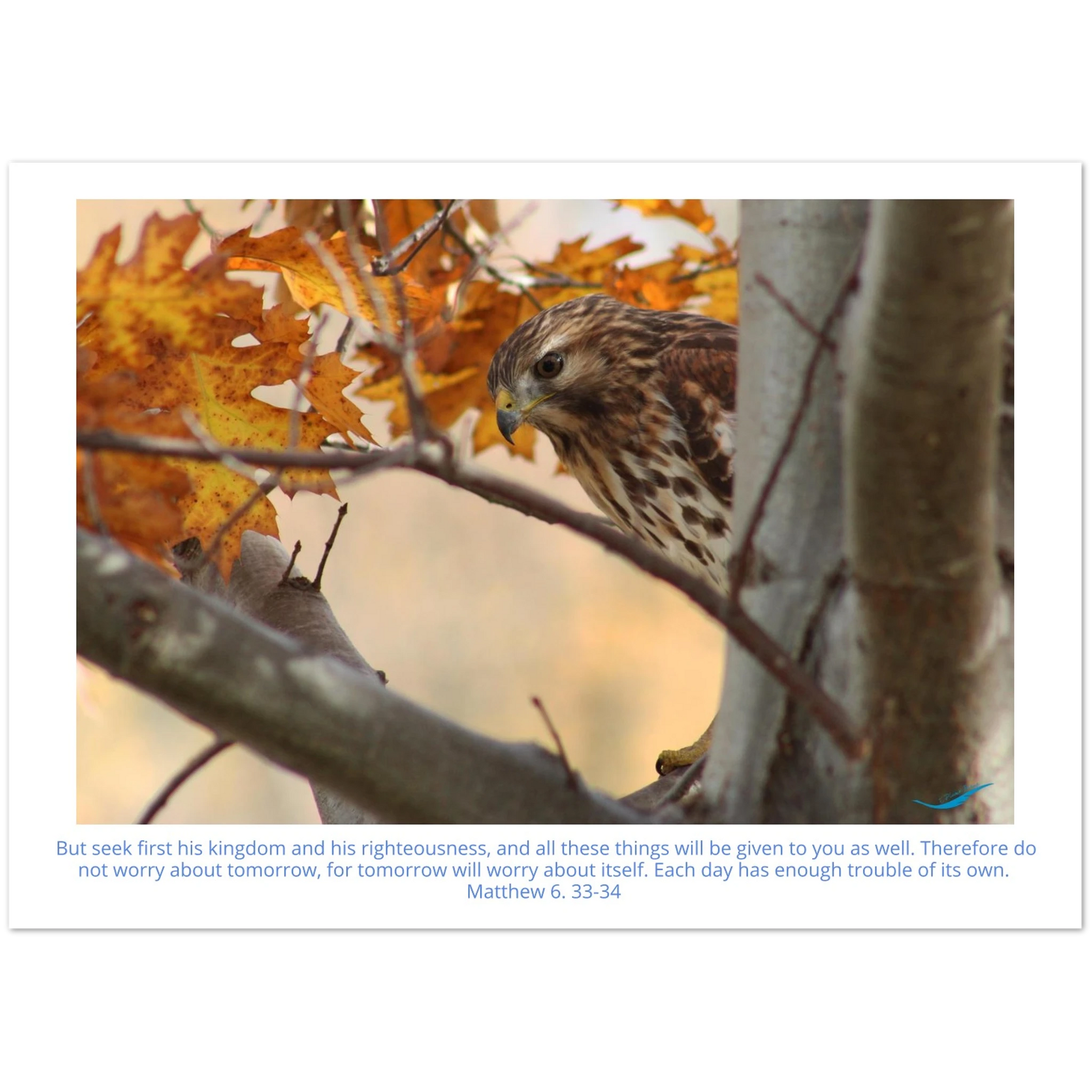 Card-Shy-Hawk-Matthew-6-33-34