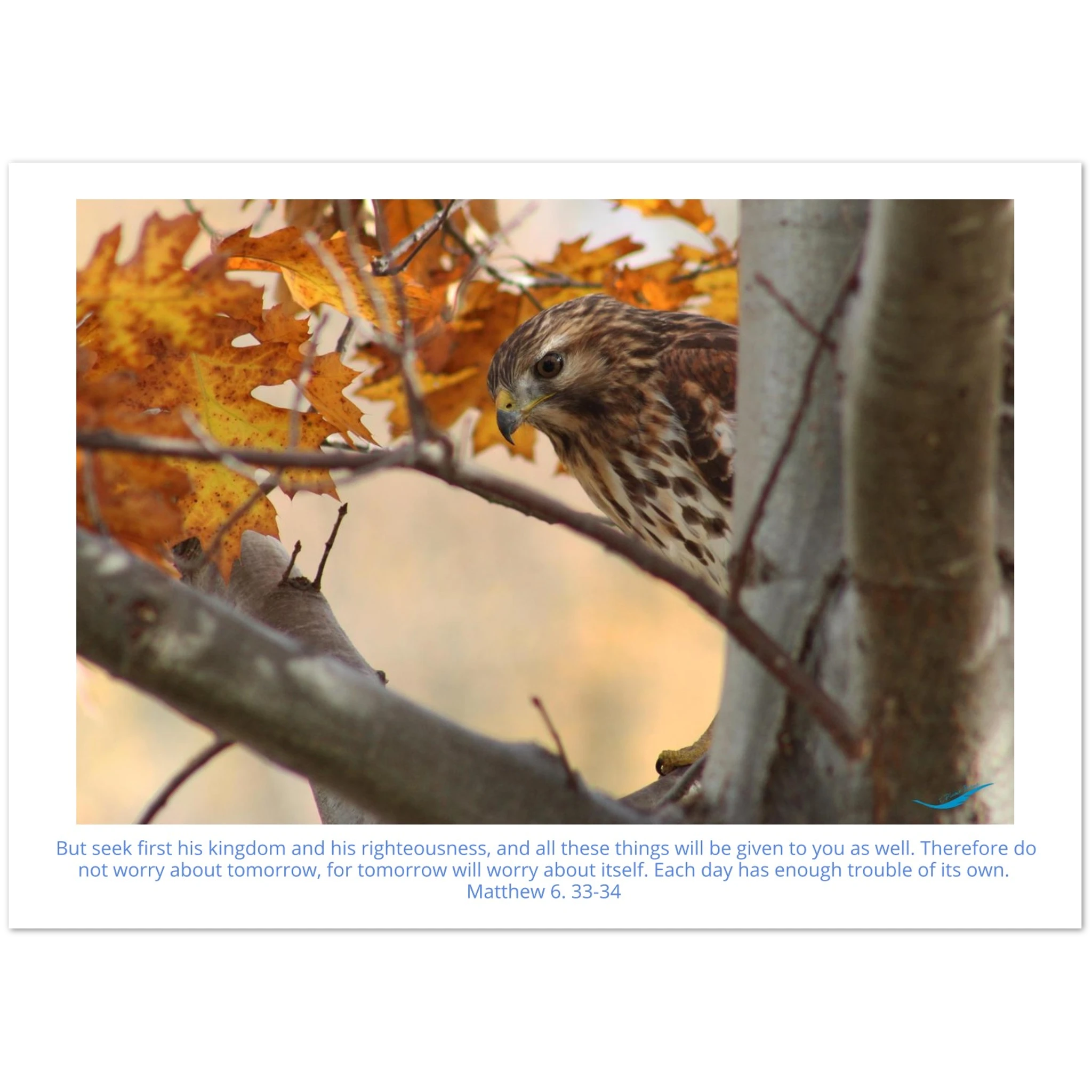Card-Shy-Hawk-Matthew-6-33-34