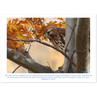 Card-Shy-Hawk-Matthew-6-33-34