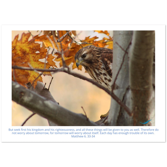 Card-Shy-Hawk-Matthew-6-33-34