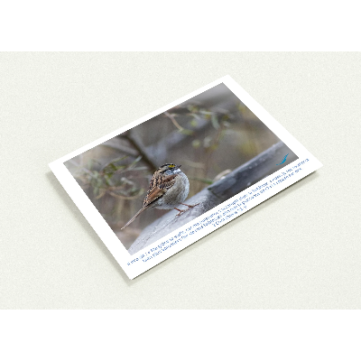 Carte-Bruant-2-Cor-12-9-profil