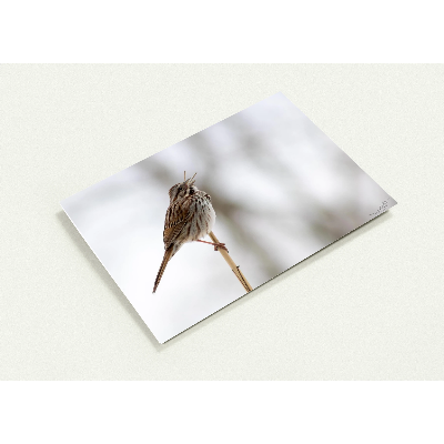 Carte-Bruant-Chantant-profil