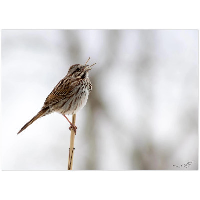 Carte-Bruant-Chantant
