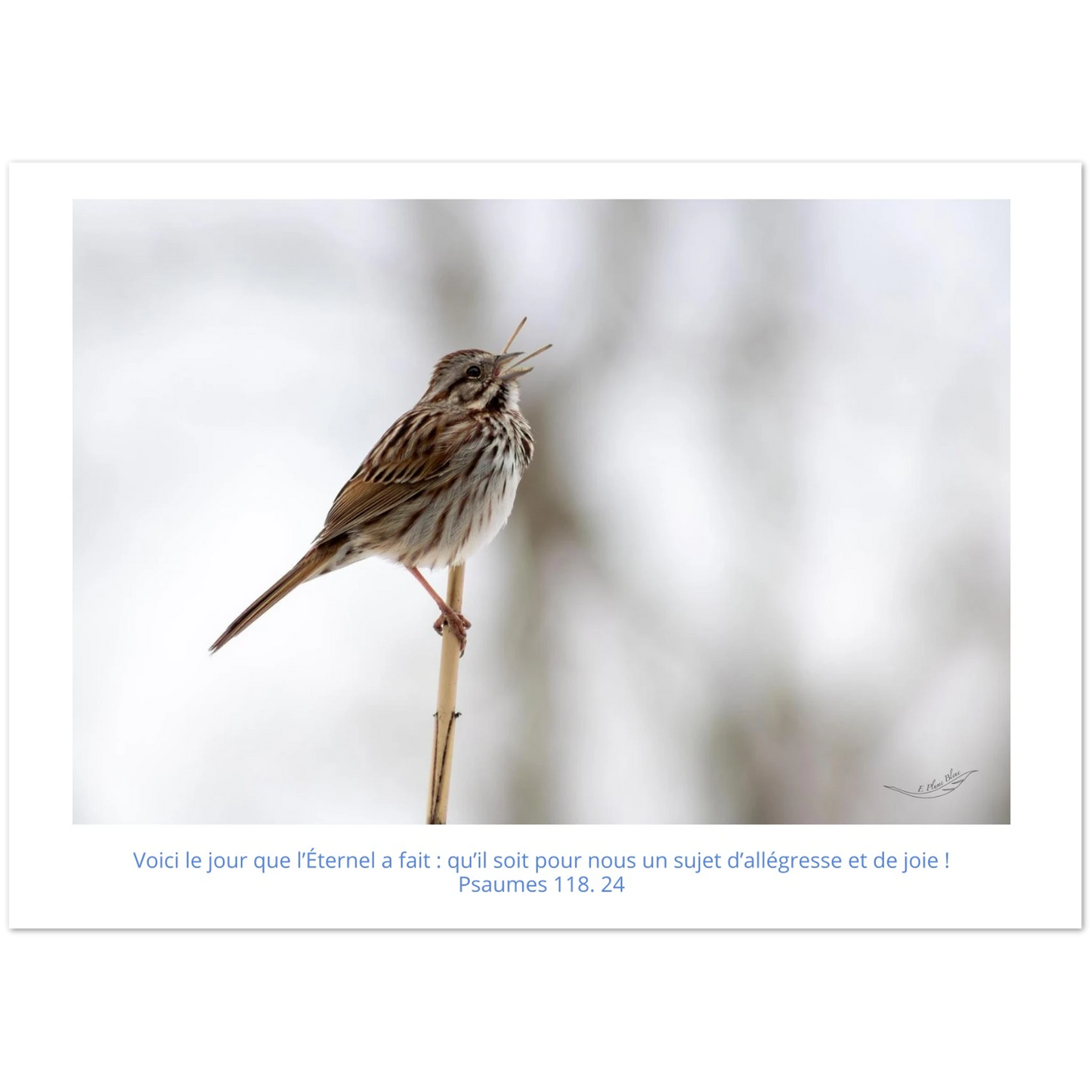 Carte-Bruant-chantant-Ps-118-24