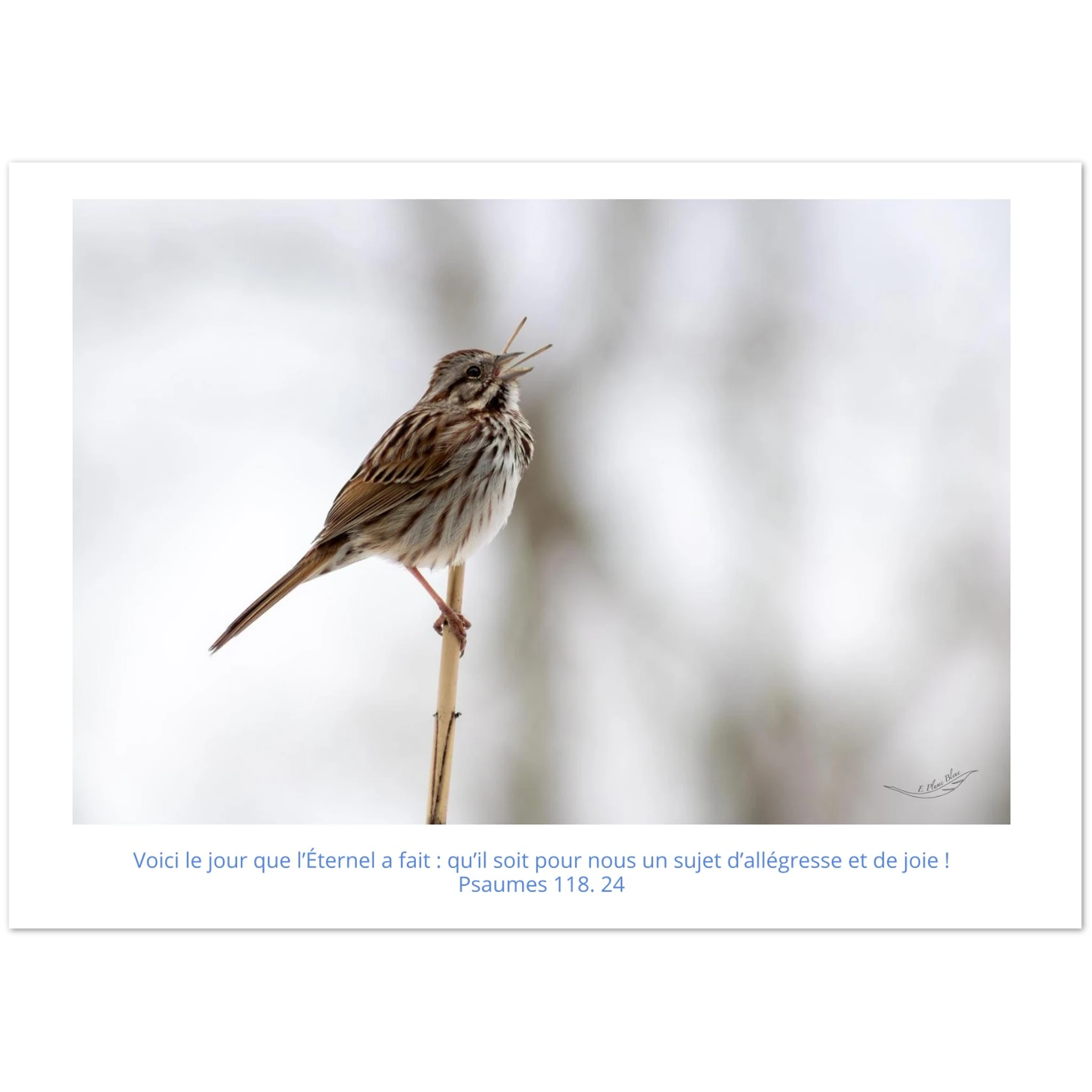 Carte-Bruant-chantant-Ps-118-24