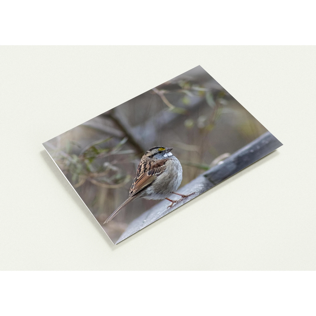 Carte-Bruant-profil