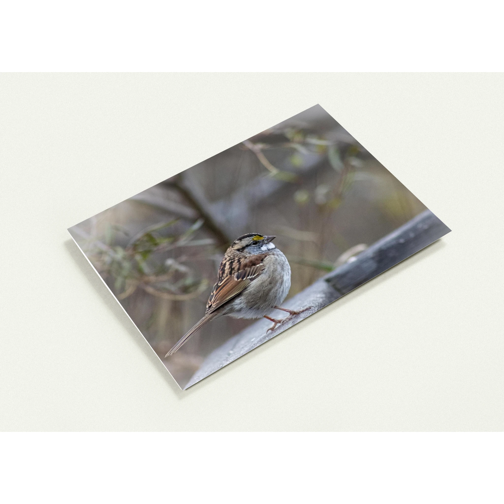 Carte-Bruant-profil