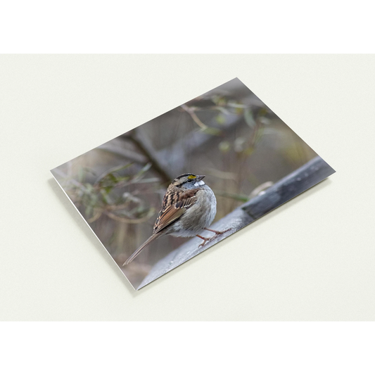Carte-Bruant-profil
