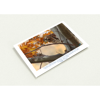 Carte-Buse-timide-Mat-6-33-34-profil
