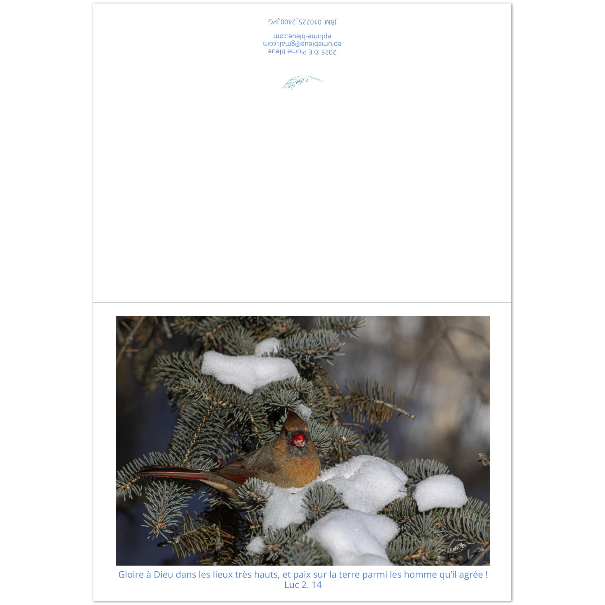 Carte-Cardinal-femelle-Lc-2-14-montage