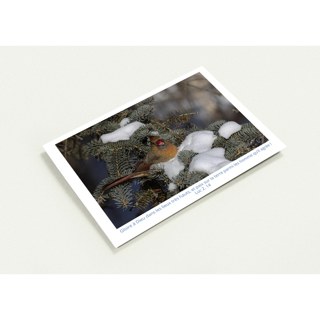 Carte-Cardinal-femelle-Lc-2-14-profil