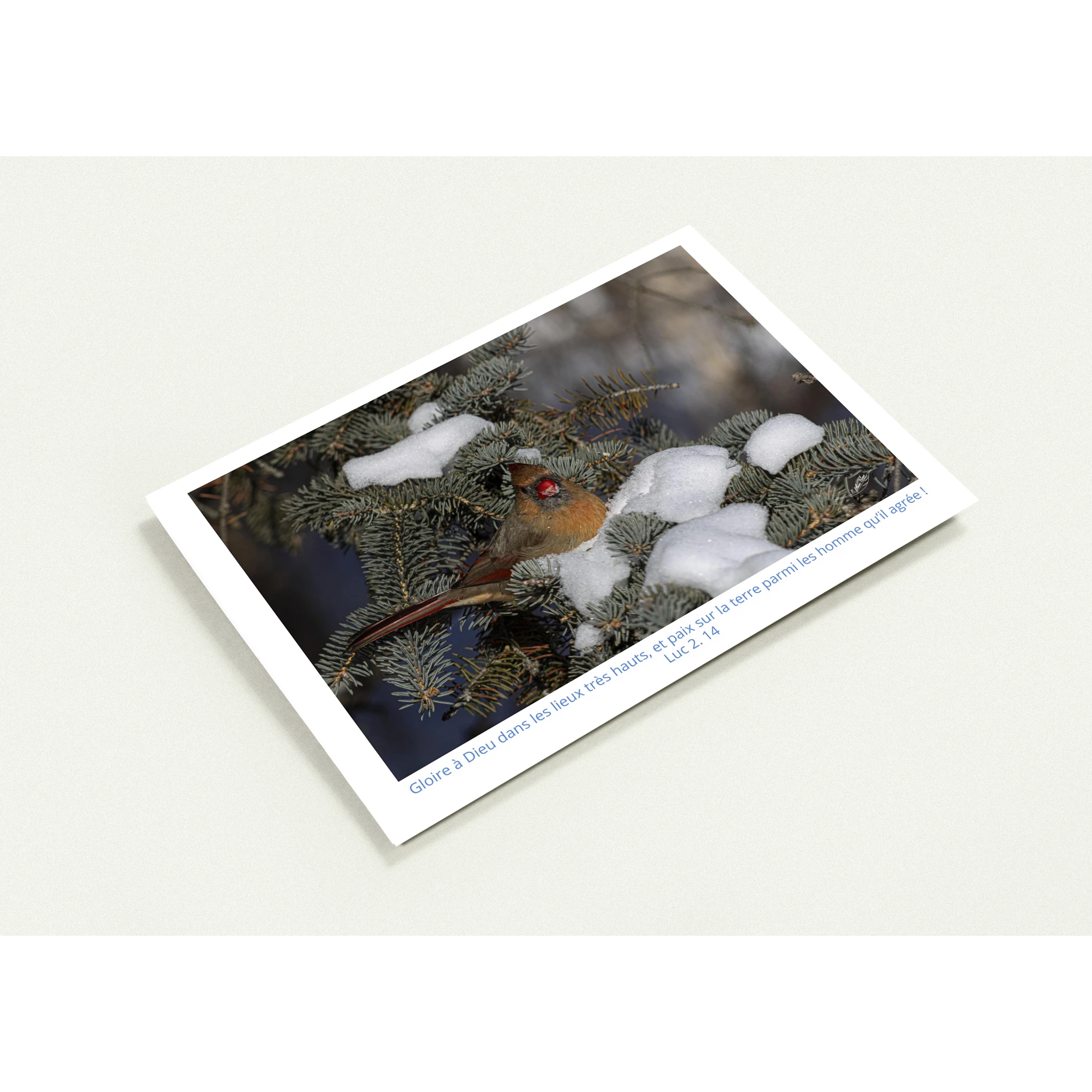 Carte-Cardinal-femelle-Lc-2-14-profil