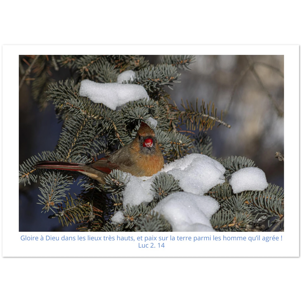 Carte-Cardinal-femelle-Lc-2-14