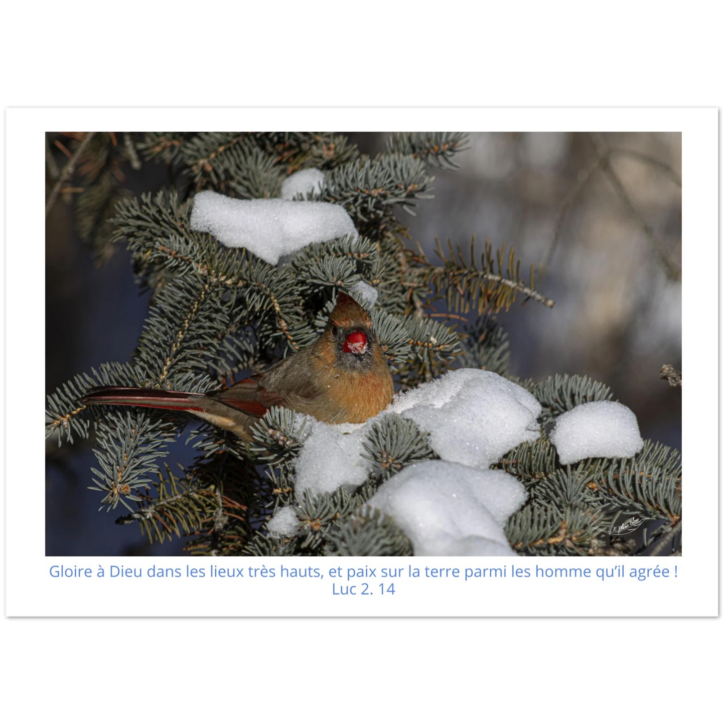 Carte-Cardinal-femelle-Lc-2-14