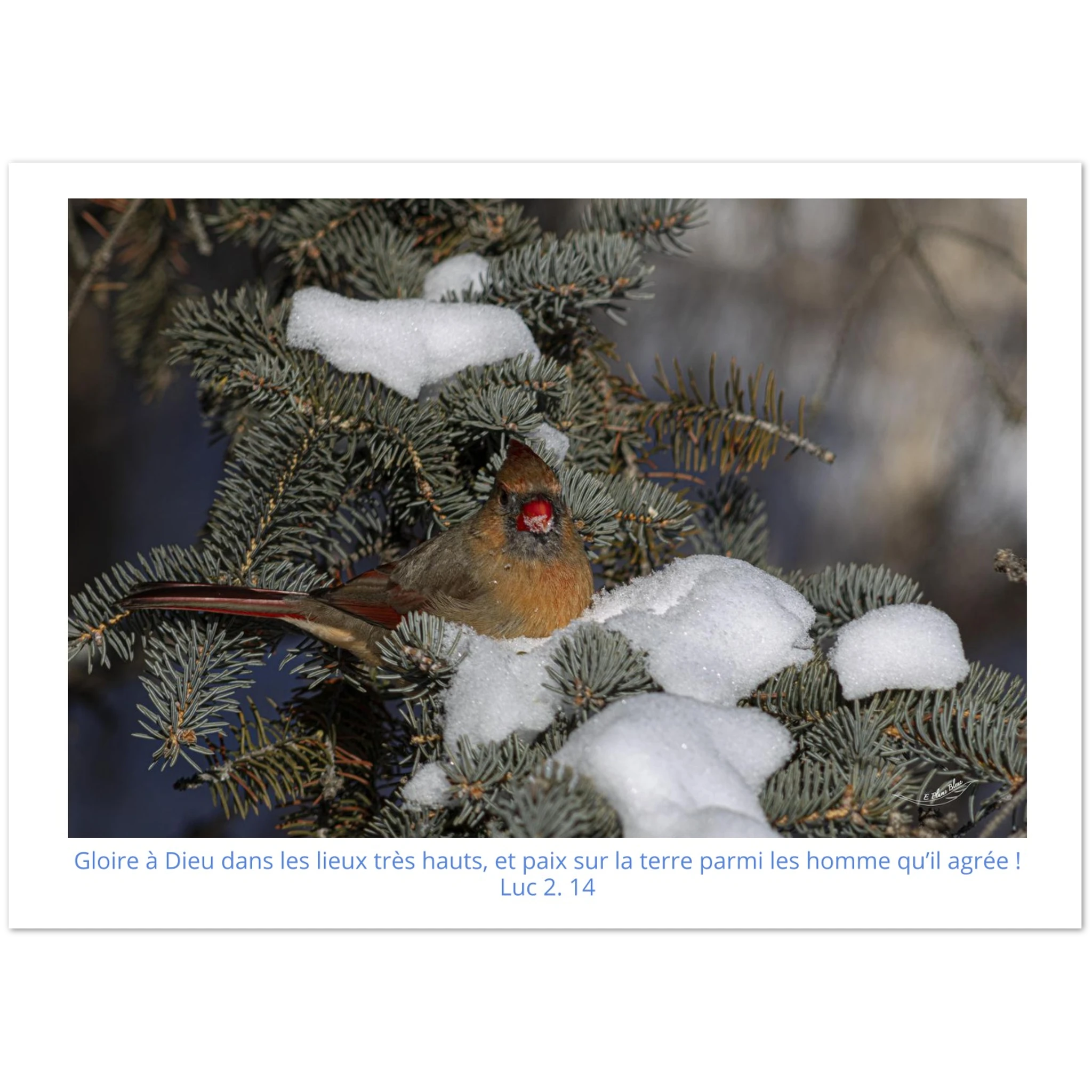 Carte-Cardinal-femelle-Lc-2-14