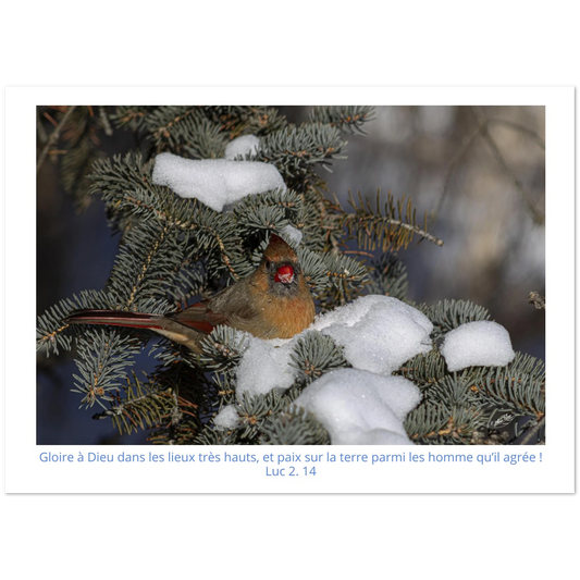 Carte-Cardinal-femelle-Lc-2-14