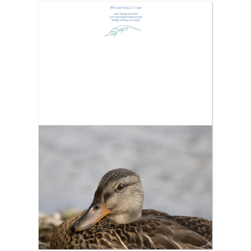 Carte-Colvert-femelle-montage
