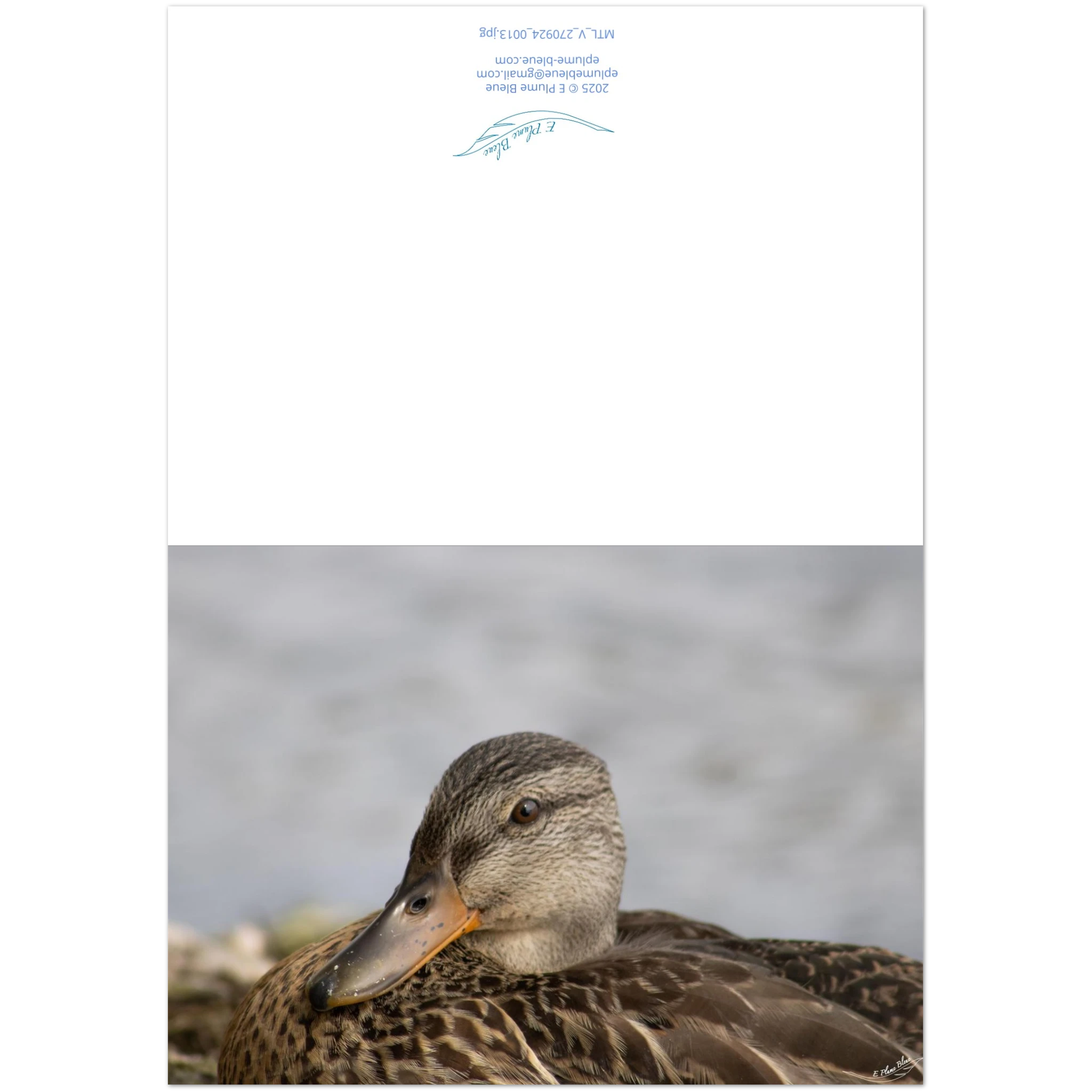 Carte-Colvert-femelle-montage