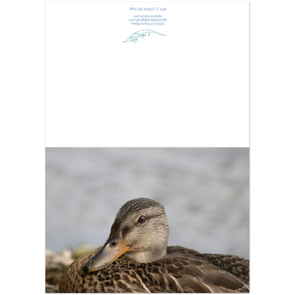 Carte-Colvert-femelle-montage
