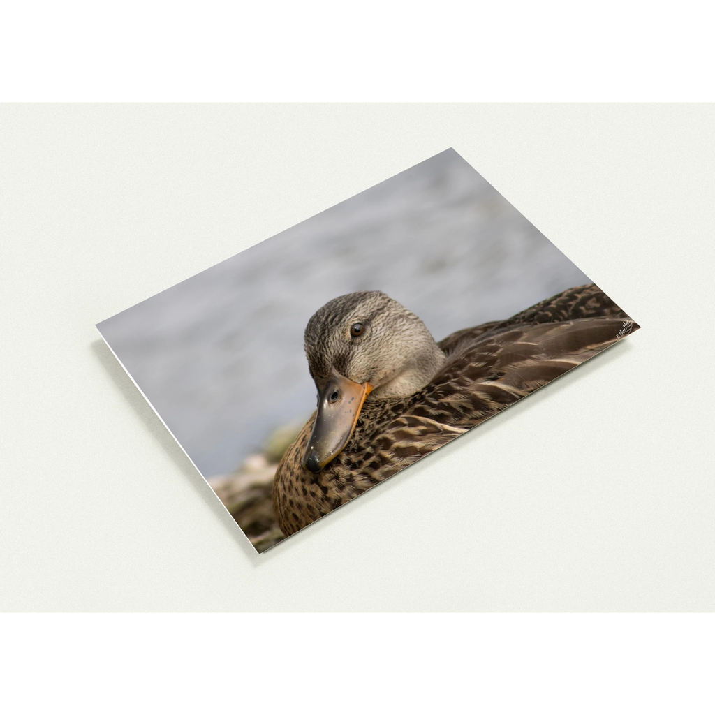 Carte-Colvert-femelle-profil