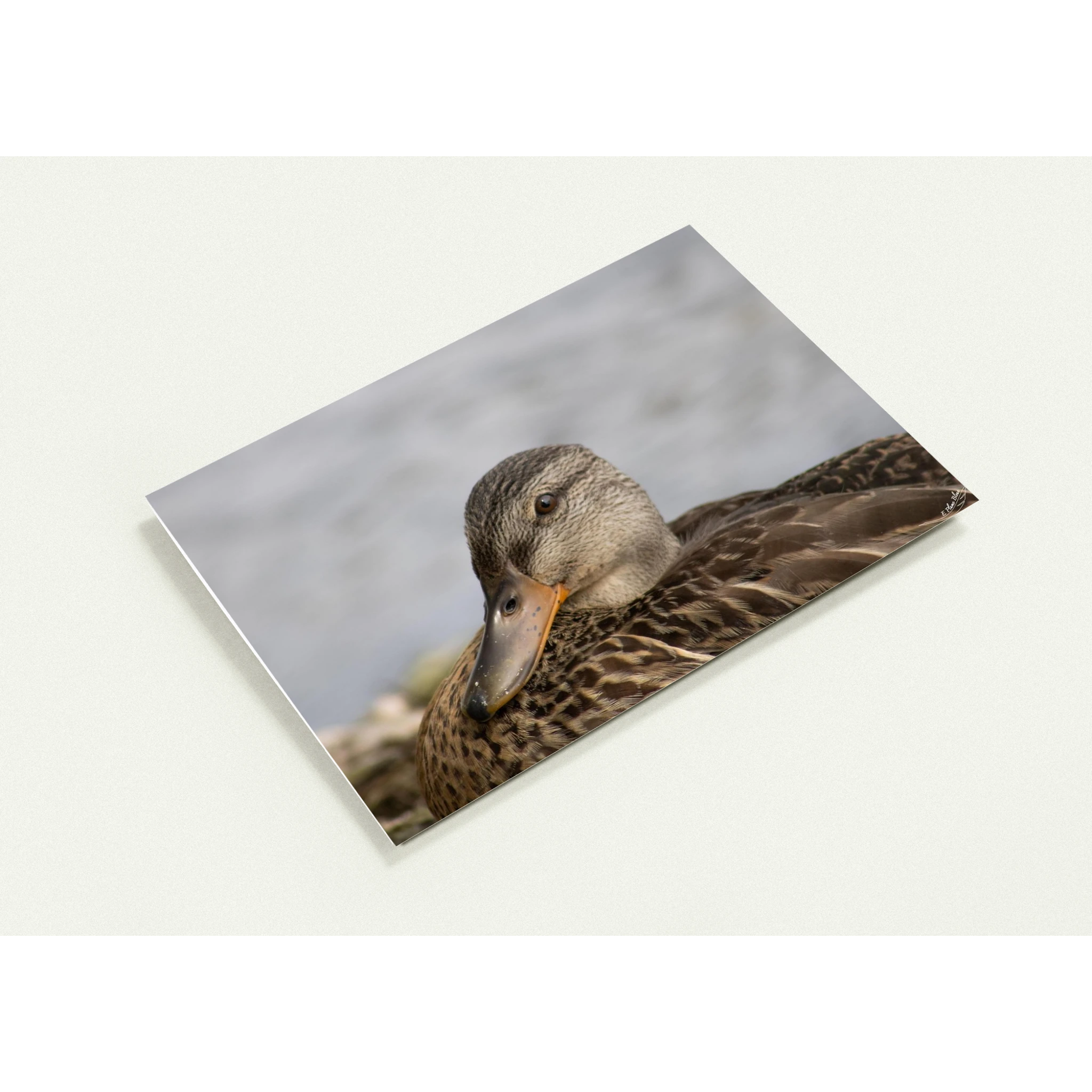 Carte-Colvert-femelle-profil