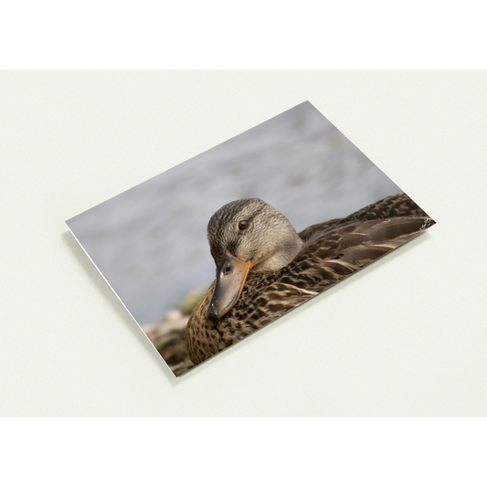 Carte-Colvert-femelle-profil
