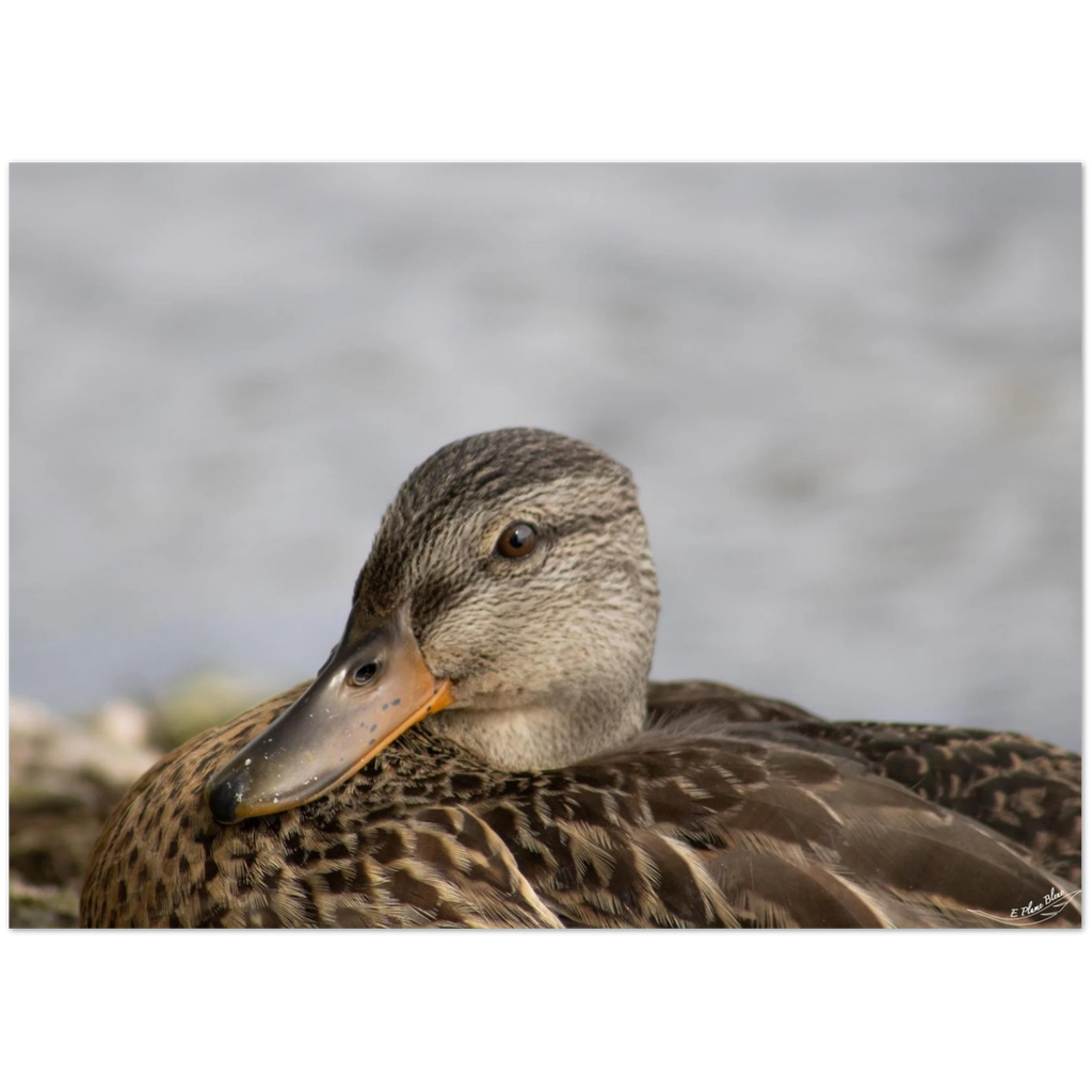 Carte-Colvert-femelle