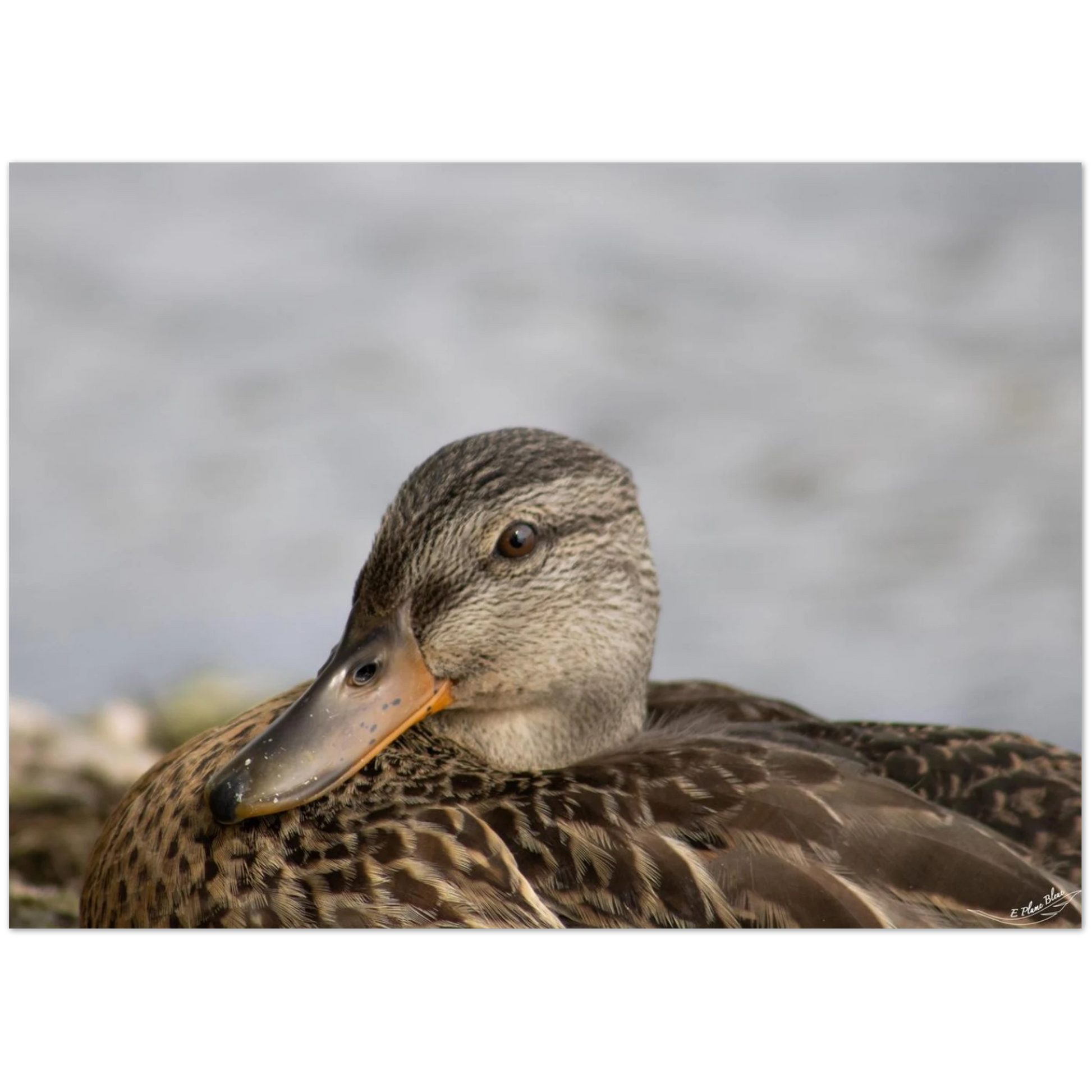 Carte-Colvert-femelle