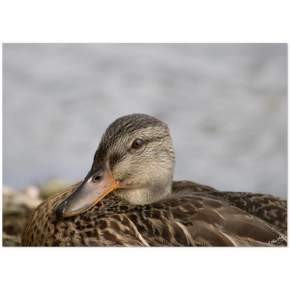 Carte-Colvert-femelle