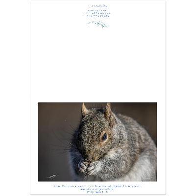 Carte-Ecureuil-Phil-4-19-montage