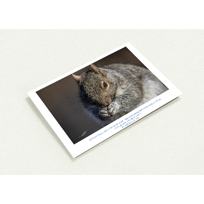 Carte-Ecureuil-Phil-4-19-profil