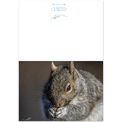Carte-Ecureuil-montage