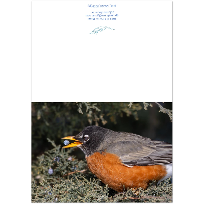 Carte-Merle-d-Amerique-montage