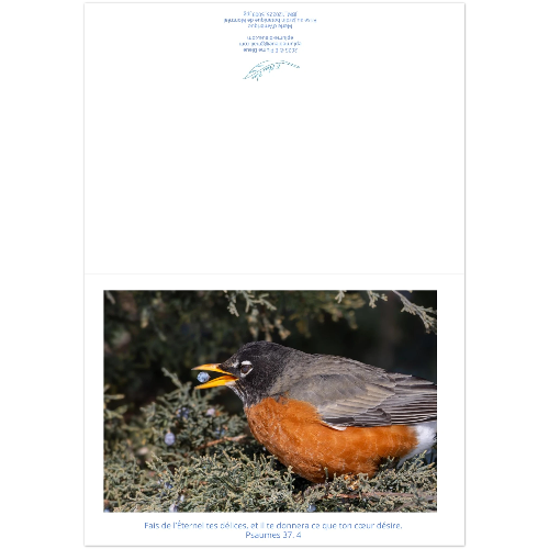 Carte-Merle-d-amerique-Ps-37-4-montage
