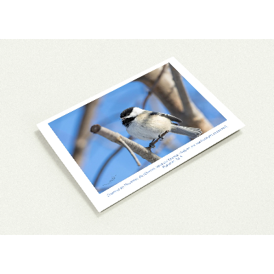 Carte-Mesange-Ps-30-5-profil
