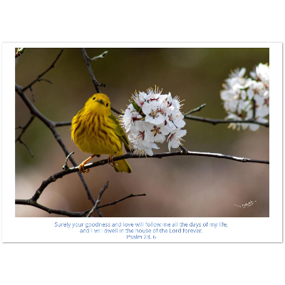 Carte-Paruline-jaune-Psm-23-6-devant